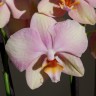 Орхидея Phalaenopsis Rainbow Design