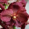 Орхидея Vanda Dr.Anek x V. Suksamran Gold (отцвела)