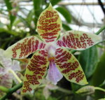 Орхидея  Phalaenopsis hieroglyphica Dark