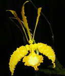 Орхидея Psychopsis Kalihii Mountain alba (еще не цвёл)