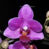 Орхидея Phalaenopsis, multiflora (отцвёл)
