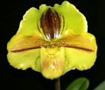 Орхидея Paph. Lippewunder (еще не цвёл)   