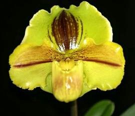 Орхидея Paph. Lippewunder (еще не цвёл)   