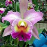 Орхидея Cattleya Greenwich Tubtim Siam (отцвела)      