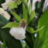 Орхидея Zygopetalum hybrid (отцвёл)  