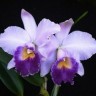Орхидея Lc. Hiroshima Melody 'Blue Genie' (отцвела)    