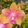 Орхидея Phal. Golden Sand '1363', peloric 2 eyes (отцвел)