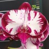 Орхидея Phalaenopsis Fuller's Mask 'Smile' (еще не цвел)  