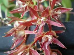 Орхидея Macradenia multiflora (отцвёл)  