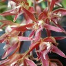 Орхидея Macradenia multiflora (отцвёл)  