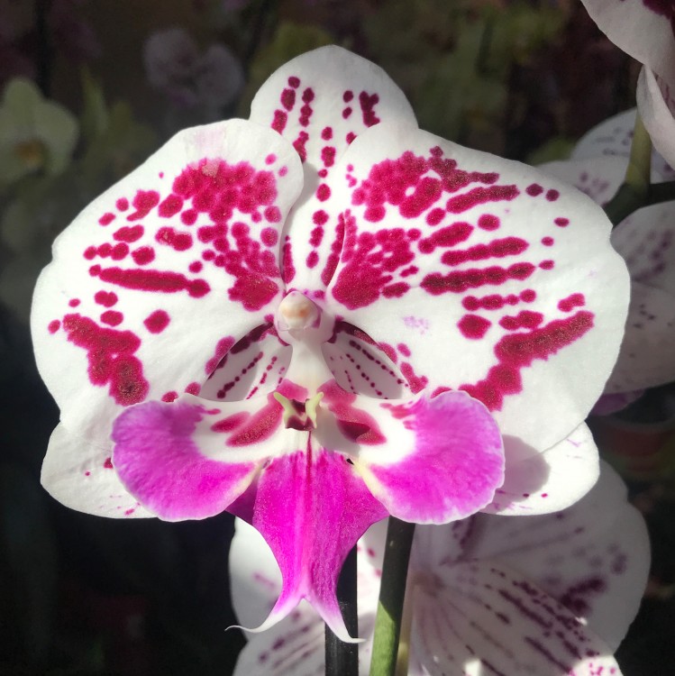 Орхидея Phalaenopsis, Big Lip (цветет, РЕАНИМАШКА)  