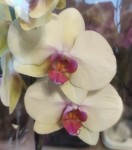 Орхидея Phalaenopsis (отцвёл) 