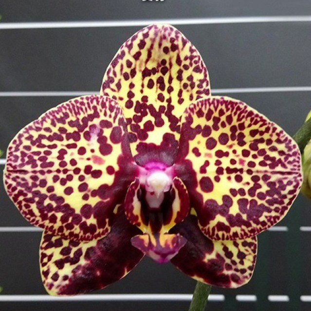 Орхидея желтый леопард фото и описание