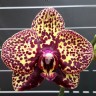 Орхидея Phal. I-Hsin Yellow Leopard (отцвел)   