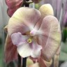 Орхидея Phalaenopsis Big Lip (отцвел)