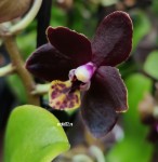 Орхидея Phalaenopsis Esme, multiflora (отцвел)