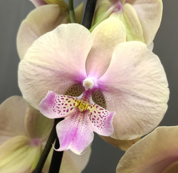 Орхидея Phalaenopsis Big Lip (цветет, РЕАНИМАШКА)