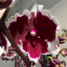 Орхидея Phal.Black Peacock 'Panda', Big Lip (отцвёл, РЕАНИМАШКА) 