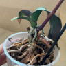 Орхидея Phal.Black Peacock 'Panda', Big Lip (отцвёл, РЕАНИМАШКА*) 