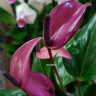 Anthurium Zizou (отцвел)
