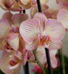 Орхидея Phalaenopsis midi