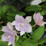 Орхидея Diacattleya Chantily Lace 'Twinkle' (отцвела)