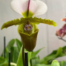Орхидея Paphiopedilum spicerianum 