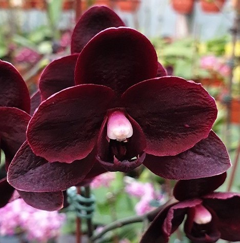 Орхидея Phalaenopsis Black Bird, multiflora (отцвёл)