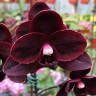 Орхидея Phalaenopsis Black Bird, multiflora (отцвёл)