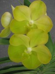 Орхидея Vanda Jukkich Gold (отцвела)