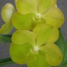 Орхидея Vanda Jukkich Gold (отцвела)