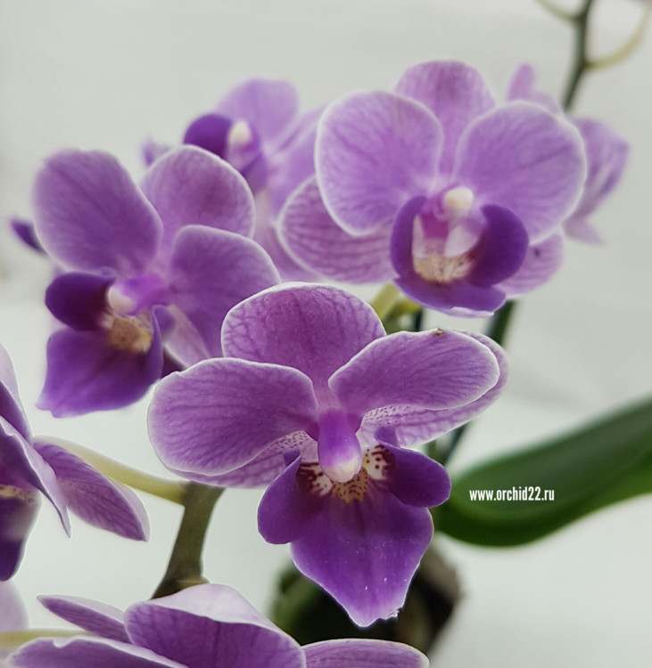 Орхидея Phalaenopsis Violet Queen, multiflora (отцвел)