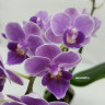 Орхидея Phalaenopsis Violet Queen, multiflora (отцвел)