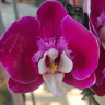Орхидея Phalaenopsis (отцвёл)