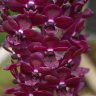 Орхидея Rhynchostylis gigantea red purple (отцвёл)