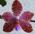 Орхидея  Phalaenopsis Yungho Gelb Canary x lueddemanniana