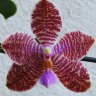 Орхидея  Phalaenopsis Yungho Gelb Canary x lueddemanniana