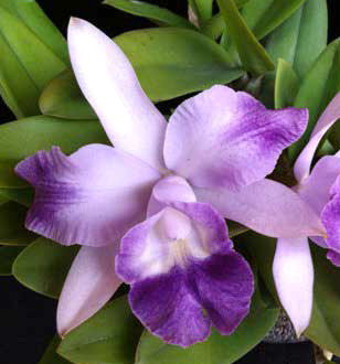 Орхидея Laeliocattleya Cariad's Mini-Quinee 'Angel Kiss' (отцвела) 