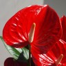 Anthurium Felicita (деленка без цветов)