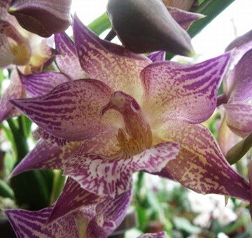 Орхидея Acacalis cyanea hybrid (еще не цвёл) 
