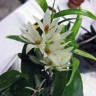 Орхидея Dendrobium detiolatum var. alba (еще не цвёл) 