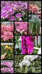 Орхидея Phalaenopsis mix (детки в бутылке) 