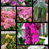 Орхидея Phalaenopsis mix (детки в бутылке) 