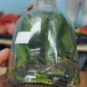 Орхидея Phalaenopsis mix (детки в бутылке) 