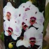 Орхидея Phalaenopsis Hybrid (сеянцы) 