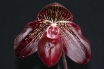 Орхидея Paphiopedilum Gloria Naugle (отцвел) 