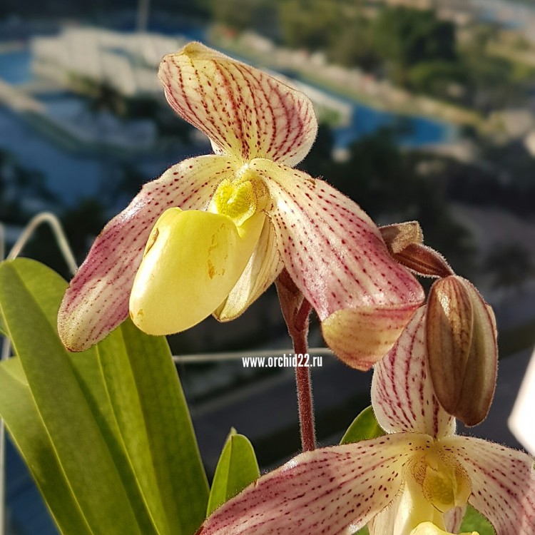 Орхидея Paph. Phoebe (bellatulum x philippinense) (отцвёл) 
