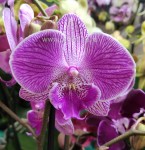 Орхидея Phalaenopsis Royal Smile, Big Lip     