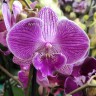 Орхидея Phalaenopsis Royal Smile, Big Lip (отцвел)   