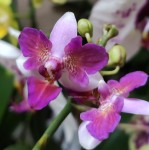 Орхидея Phalaenopsis Liu's Berry Trinity (отцвел) 